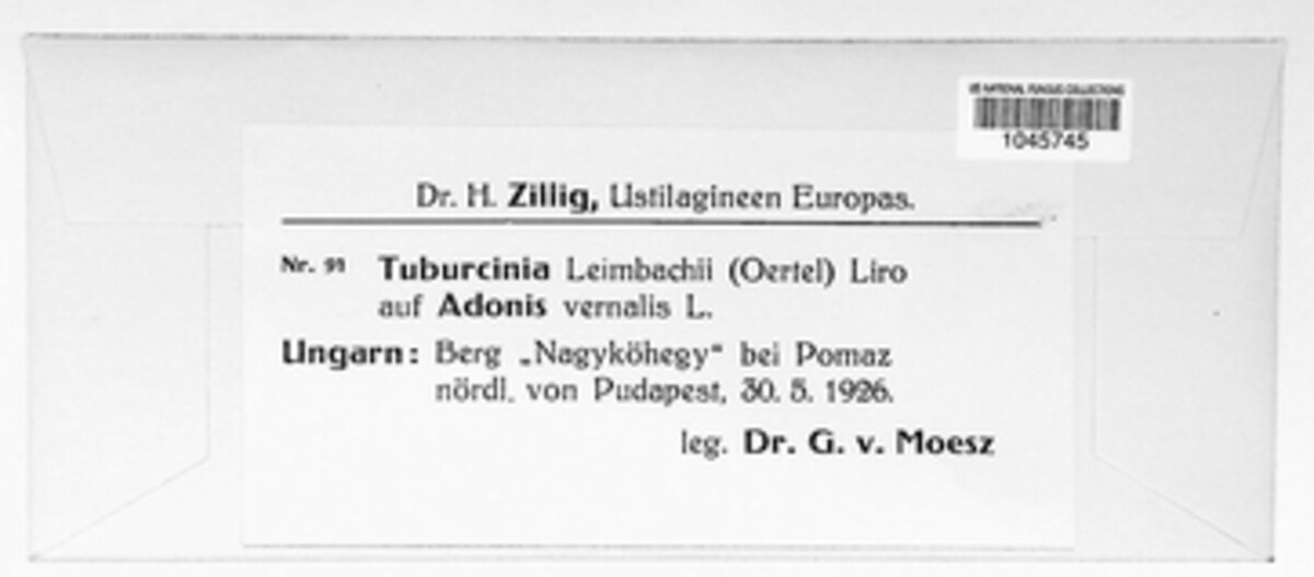 Tuburcinia leimbachii image